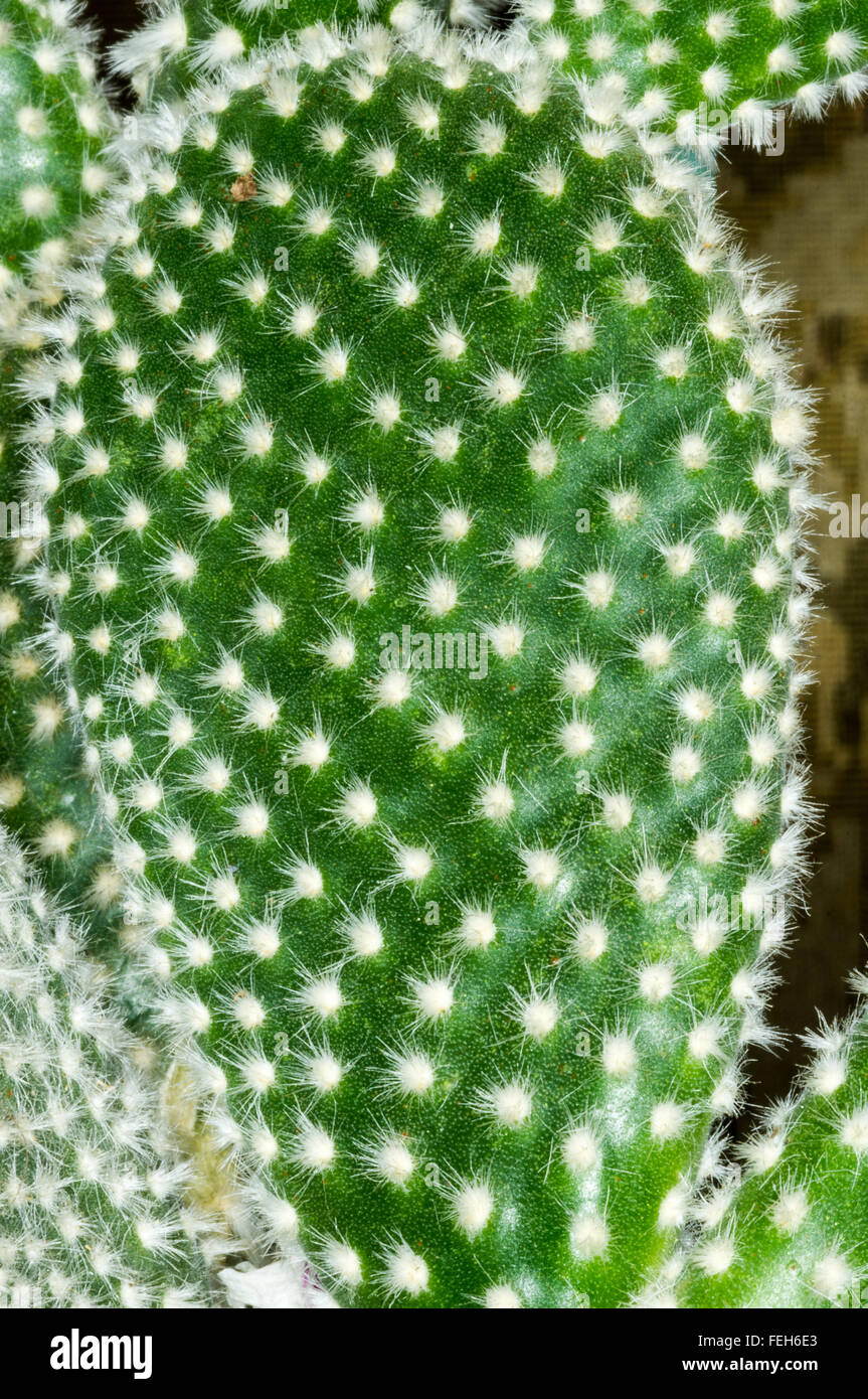 Close-up dettaglio di Opuntia microdasys Foto Stock