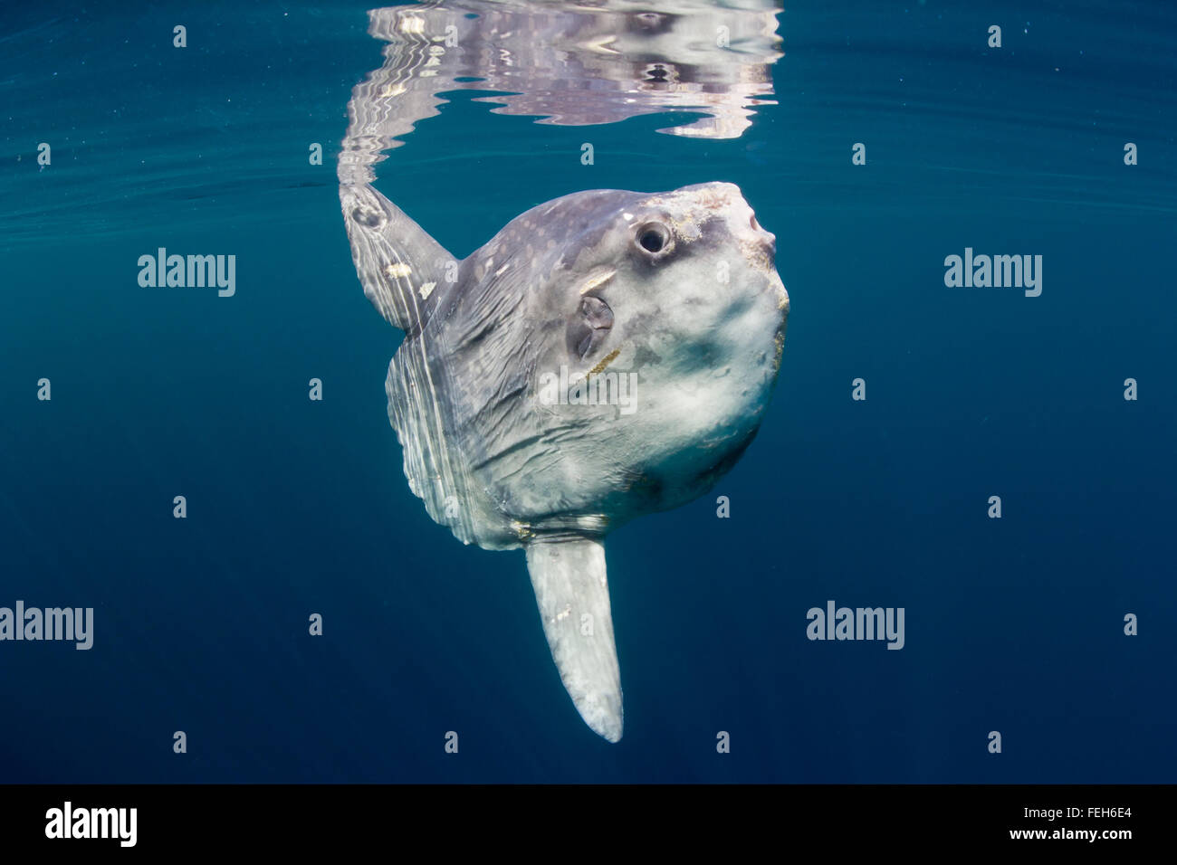 Ocean sunfish (Mola mola) crogiolarsi in superficie in chiaro, azzurro delle acque del Nord Atlantico. Una rara, avvistamento di estate in acque britanniche. Foto Stock
