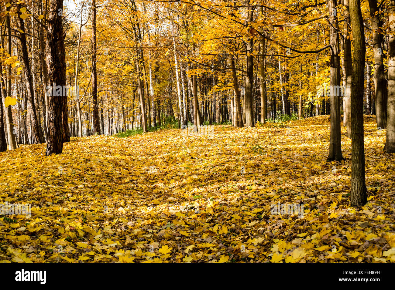 Autunno bello e mite in locali di città park, Starachowice, Polonia Foto Stock