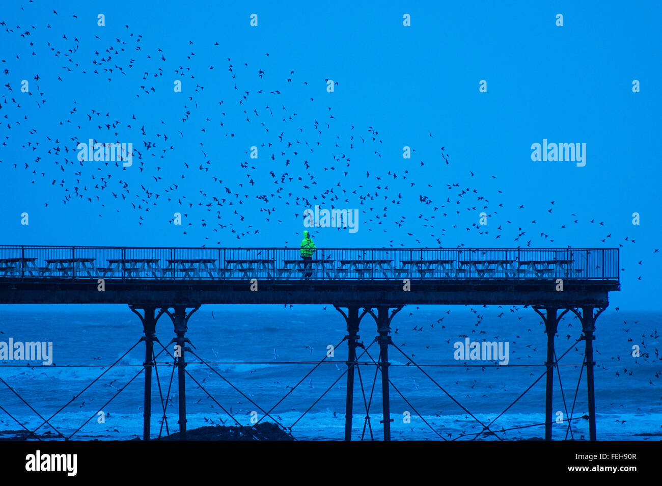 Aberystwyth Wales UK, domenica 07 febbraio 2016 Come greggi di migliaia di storni volare in al crepuscolo di posatoio per la notte sotto Aberystwyth pier, un dipendente in un giallo brillante giacca presenta il lavoro solitario di pattugliamento dei ponti di scoraggiare gli uccelli da sbarco , e defecare, sui tavoli e sedie Photo credit: Keith Morris / Alamy Live News Foto Stock