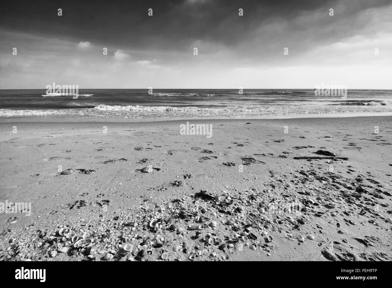 Conchiglie sulla spiaggia con mare nuvole all'orizzonte Foto Stock