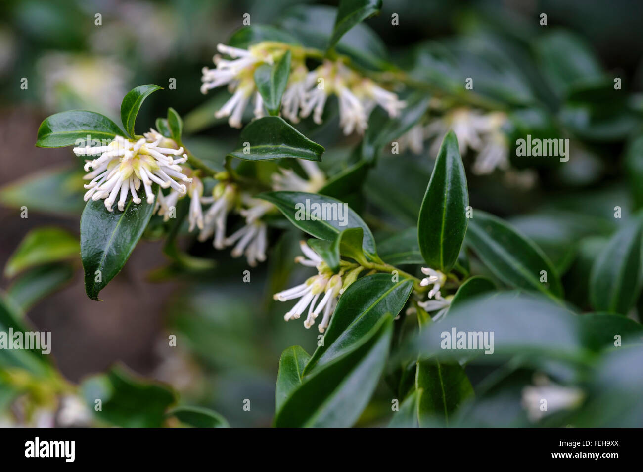 Sarcococca confusa. Casella di natale. Scatola di dolci. Foto Stock