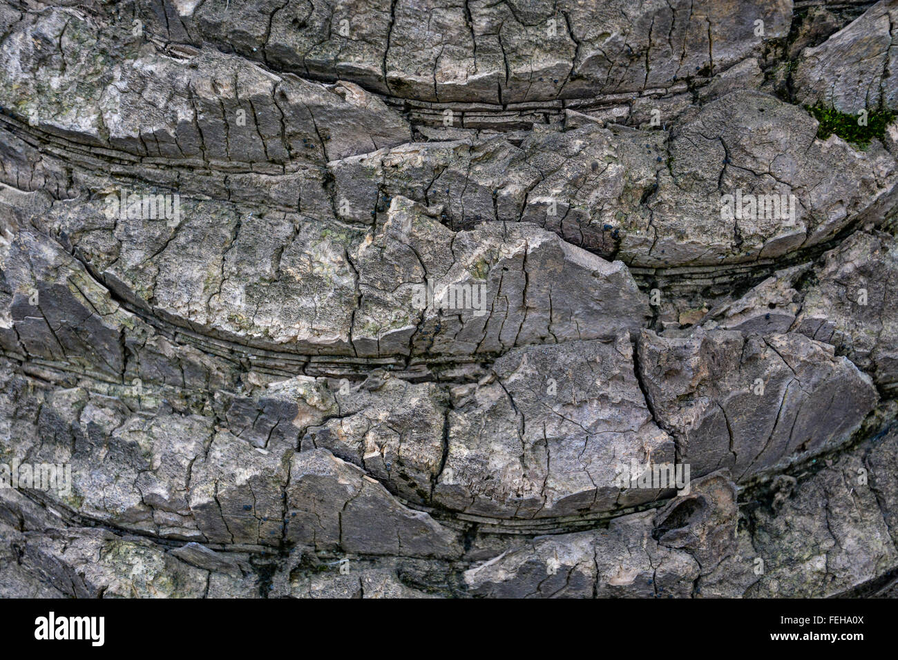 Insolito texture di legno, pattern - close up di palm tronco di albero Foto Stock