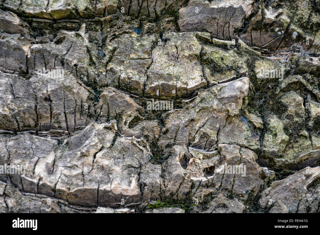 Insolito texture di legno, pattern - close up di palm tronco di albero Foto Stock
