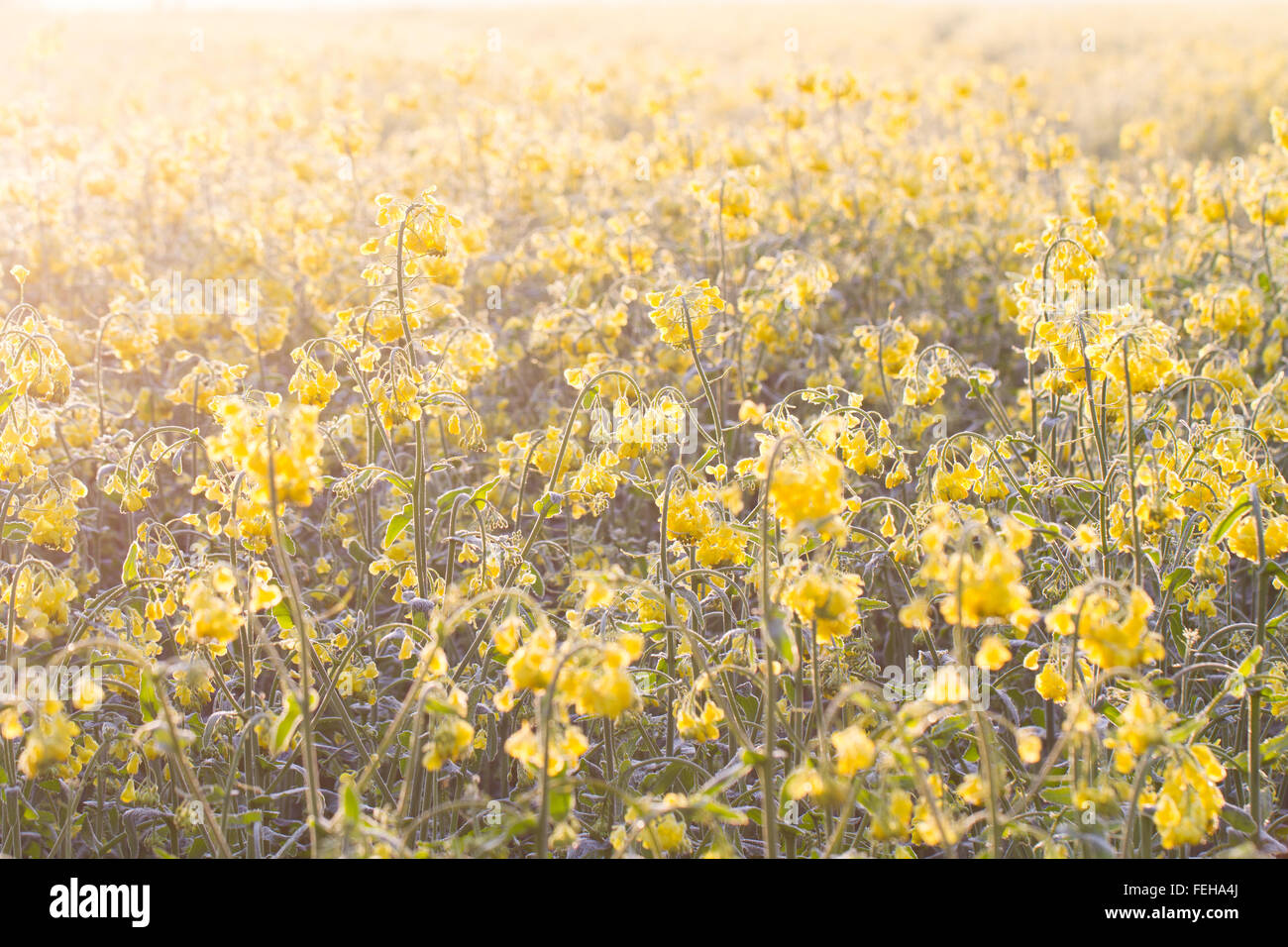 Campo di colza e fiori durante un sunrise. vivacemente retroilluminato, giallo campo di colza. sfondo floreale. Foto Stock