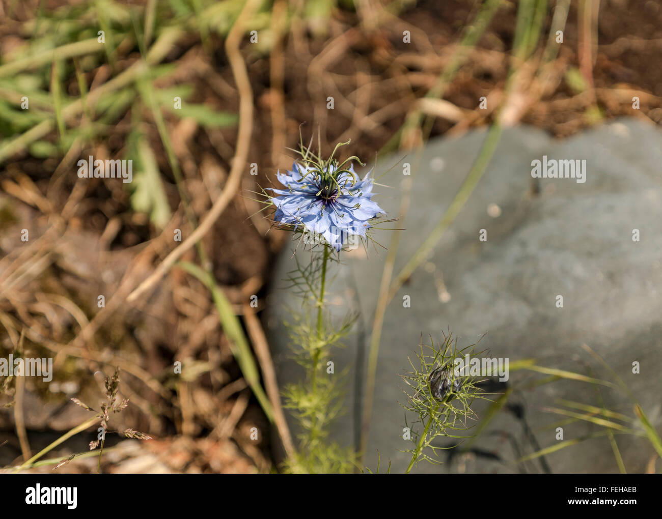 Nigella damascena è un giardino annuali fioritura delle piante, appartenente alla famiglia di ranuncolo Ranunculaceae Foto Stock