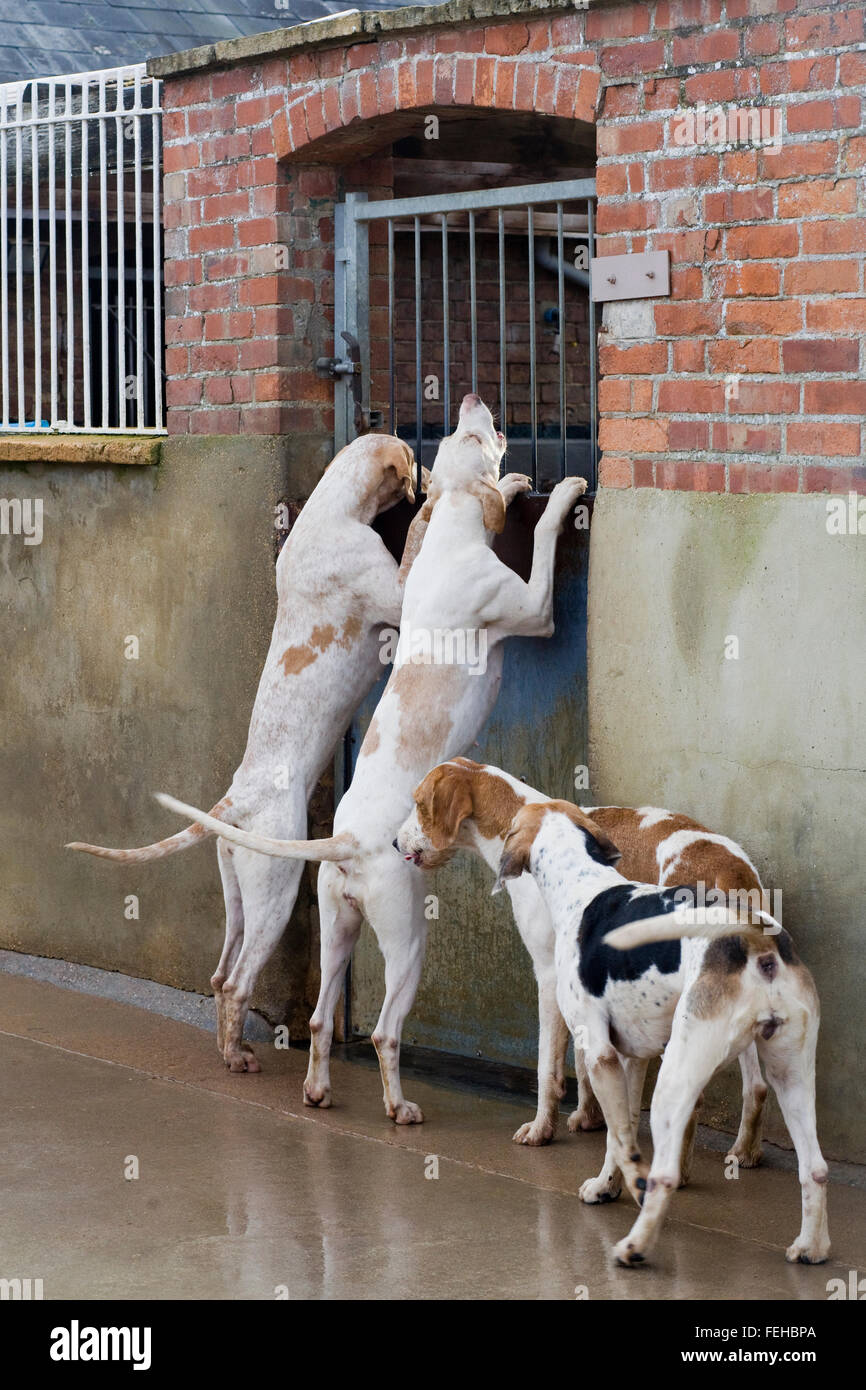 Foxhounds in canile prima di andare fuori con il North Cotswolds caccia sul Boxing day Foto Stock