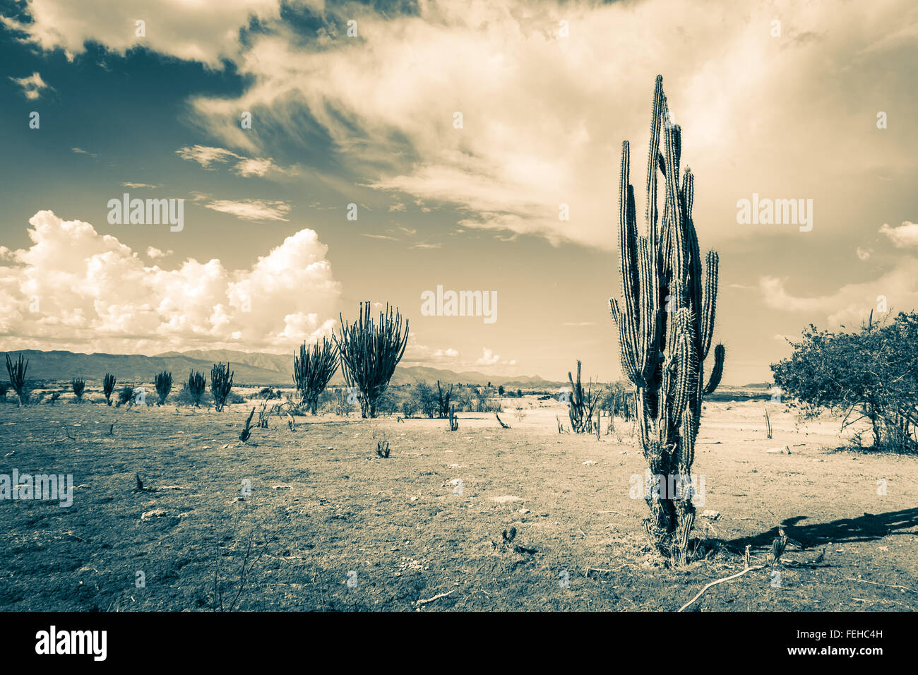 Grandi cactus nel deserto rosso, tatacoa desert, Colombia, America latina, Nuvole e sabbia, sabbia rossa nel deserto Foto Stock