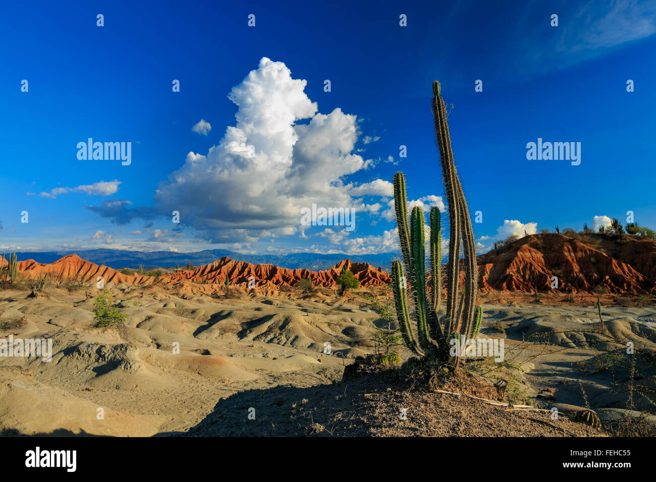 Grandi cactus nel deserto rosso, tatacoa desert, Colombia, America latina, Nuvole e sabbia, sabbia rossa nel deserto Foto Stock