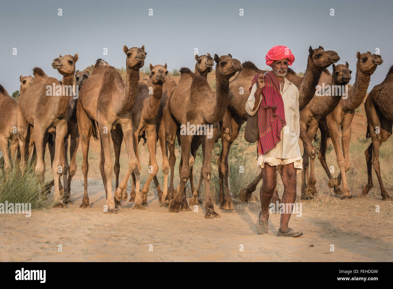 Camel driver con i suoi cammelli sul modo di Pushkar Mela, Pushkar Camel Fair, Rajasthan, India Foto Stock