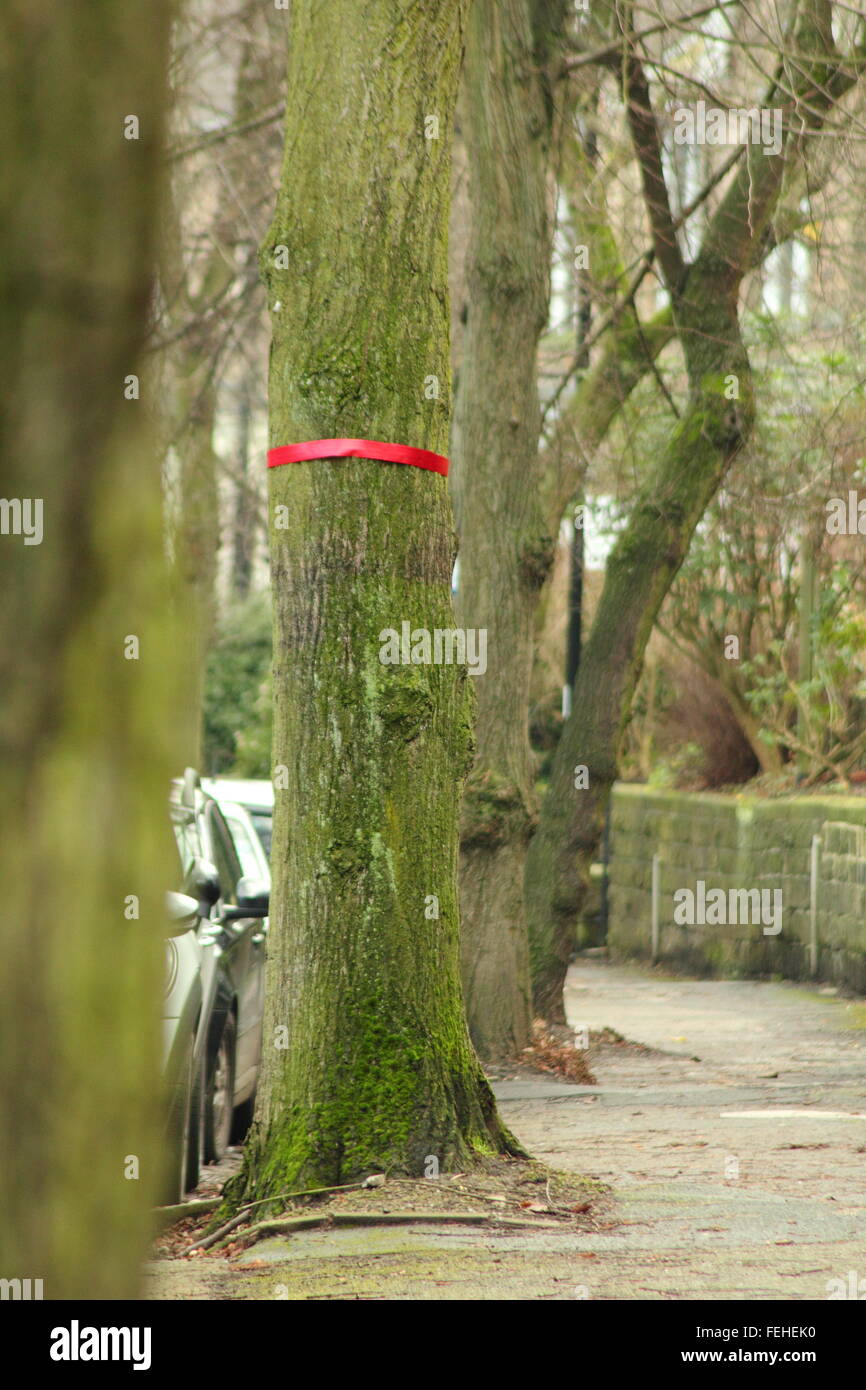 Un albero sulla strada Rustlings in Sheffield è contrassegnato con un nastro rosso per indicare che è stato stanziato per abbattimento - Febbraio Foto Stock