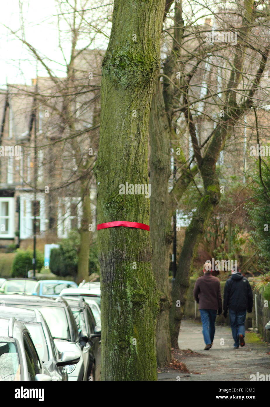 Un albero sulla strada Rustlings in Sheffield è contrassegnato con un nastro rosso per indicare che è stato stanziato per abbattimento - Febbraio Foto Stock