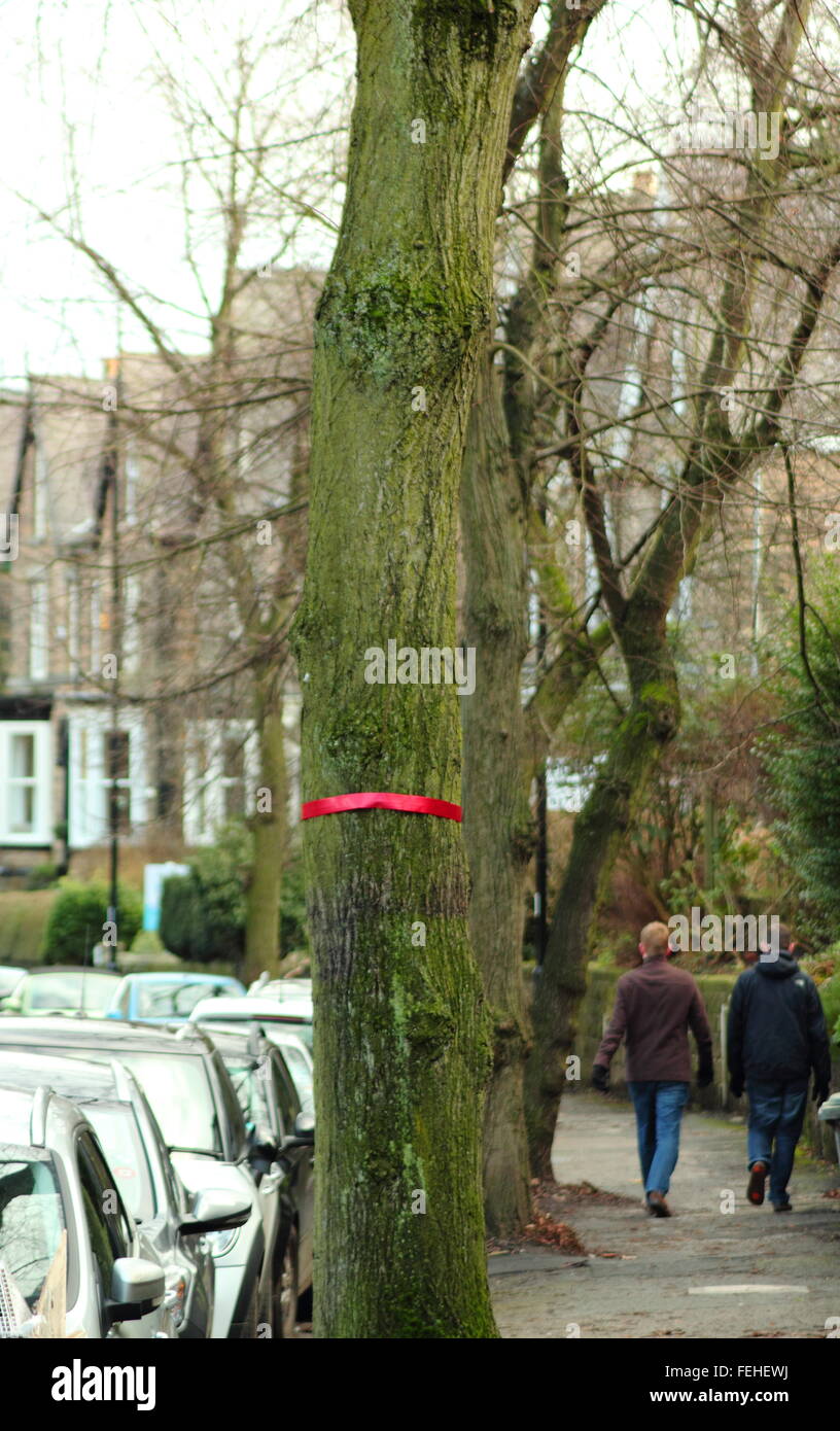 Un albero sulla strada Rustlings in Sheffield è contrassegnato con un nastro rosso per indicare che è stato stanziato per abbattimento - Febbraio Foto Stock