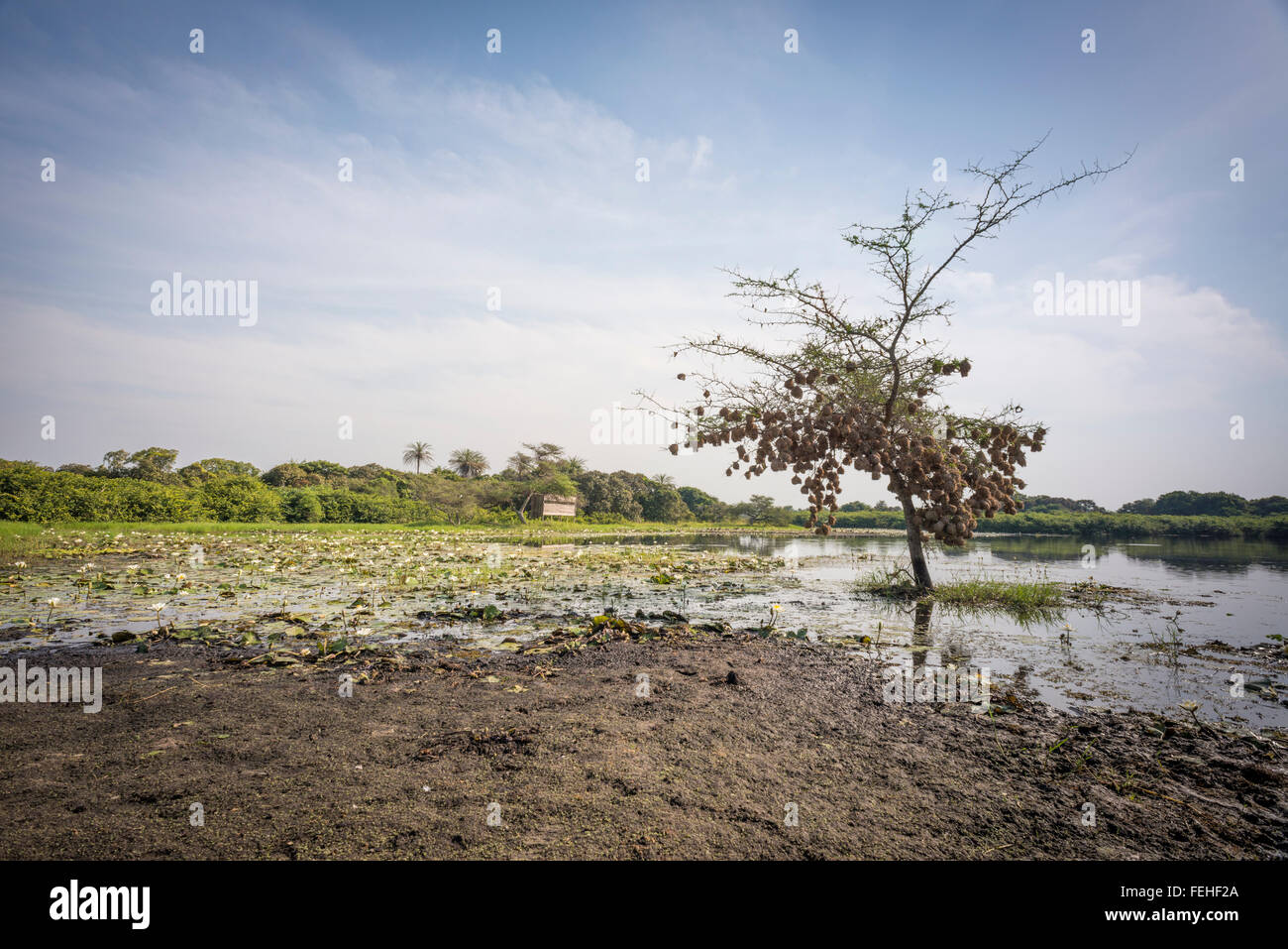 Un albero a gocciolamento con nidi weaverbirds dall'Inland paludi di Orango nell'arcipelago Bijagos della Guinea Bissau Foto Stock