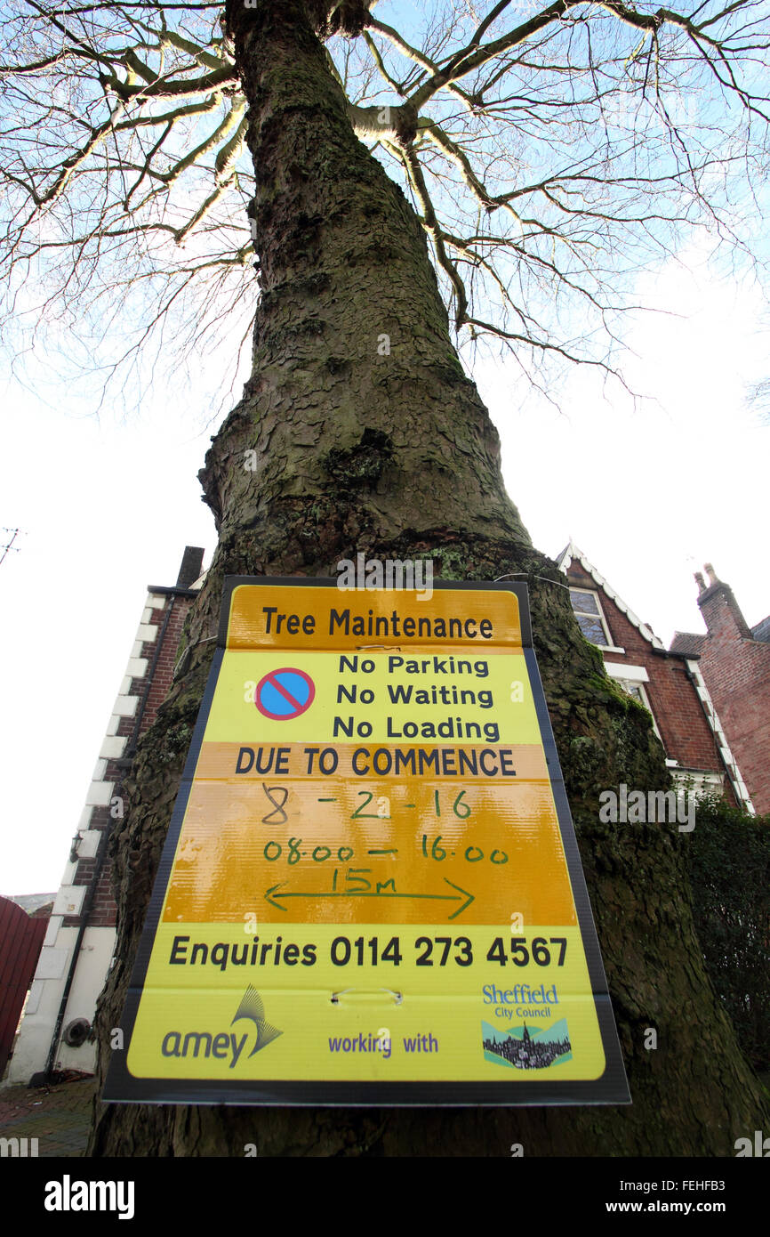 Un segno su un albero in Nether Edge, Sheffield avvisa il pubblico che la manutenzione della struttura è prevista per il 8 febbraio 2016 Foto Stock