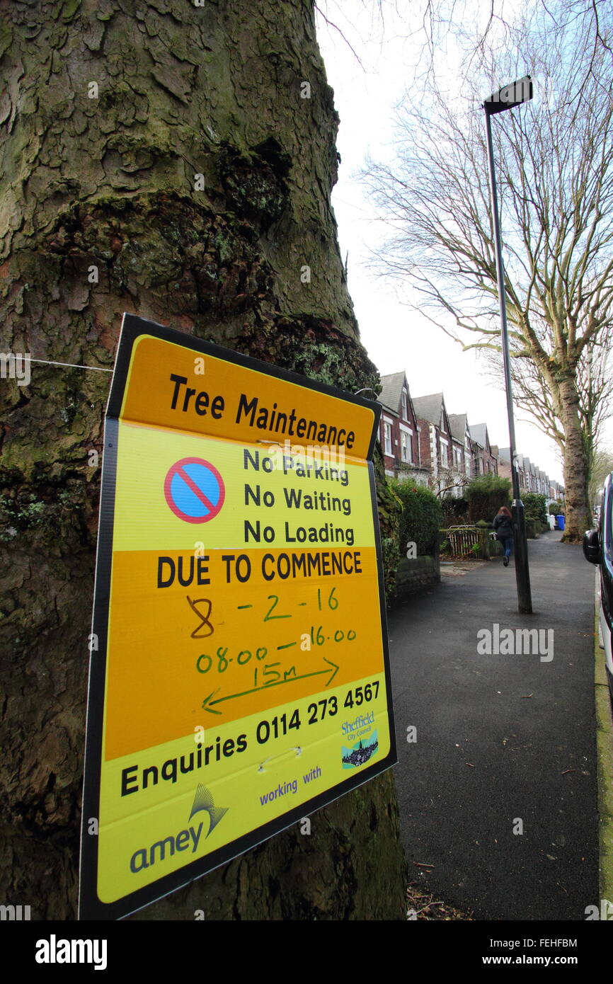 Un segno su un albero in Nether Edge, Sheffield avvisa il pubblico che la manutenzione della struttura è prevista per il 8 febbraio 2016 Foto Stock