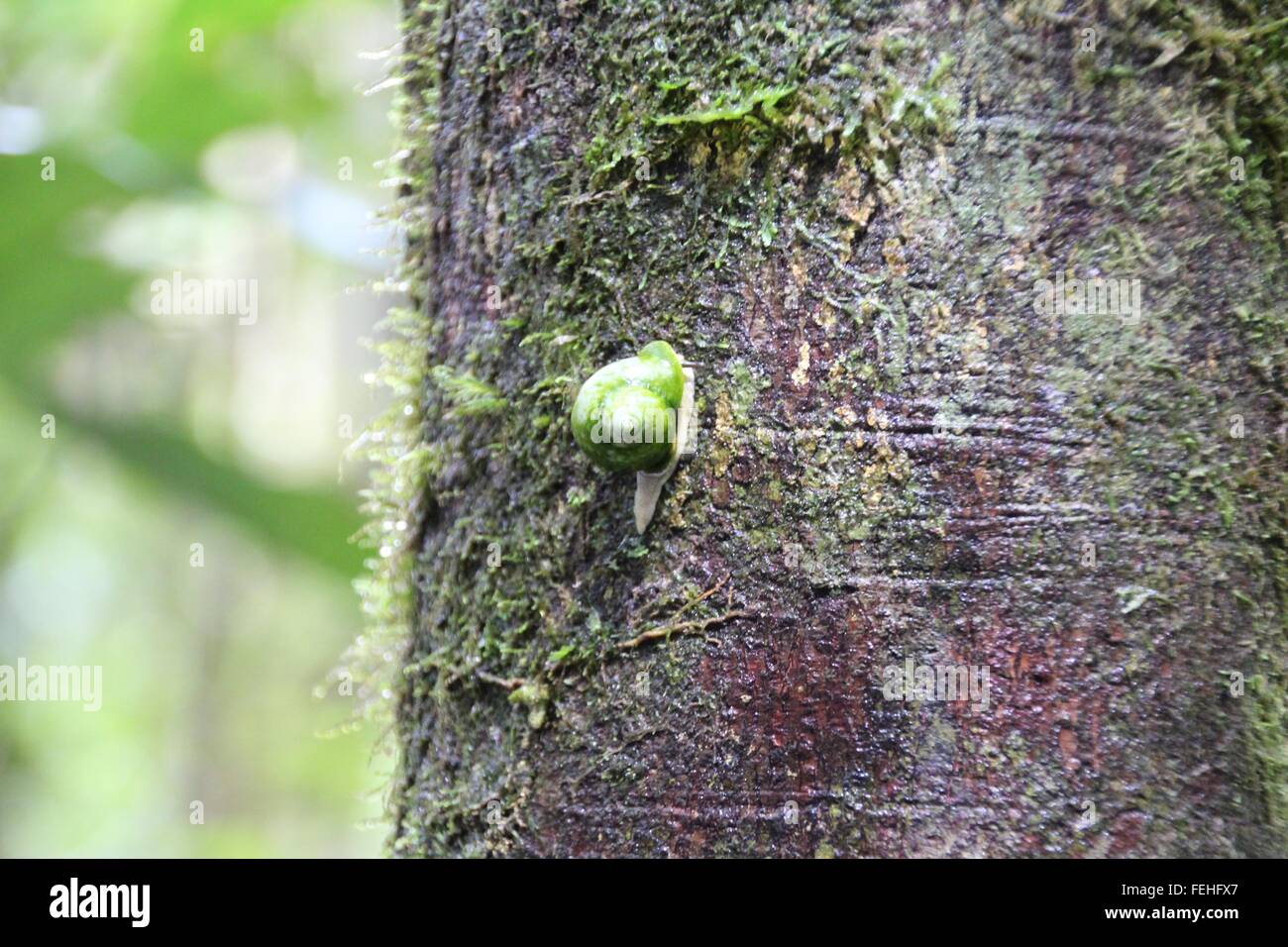 Minuscola lumaca verde aggrappandosi ad un albero. Foto Stock