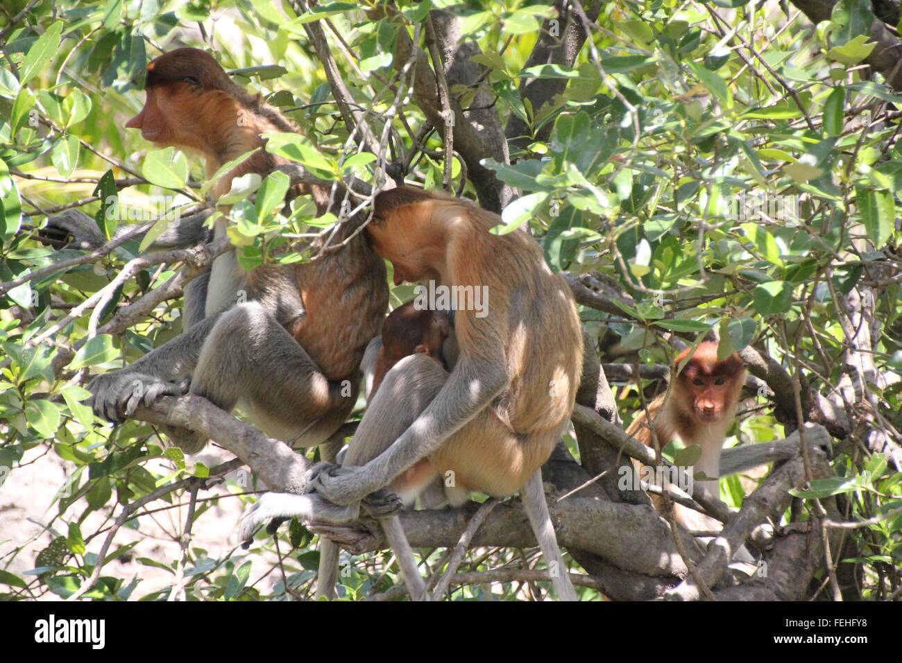 Proboscide scimmie con il bambino in una struttura ad albero ombreggiato Foto Stock