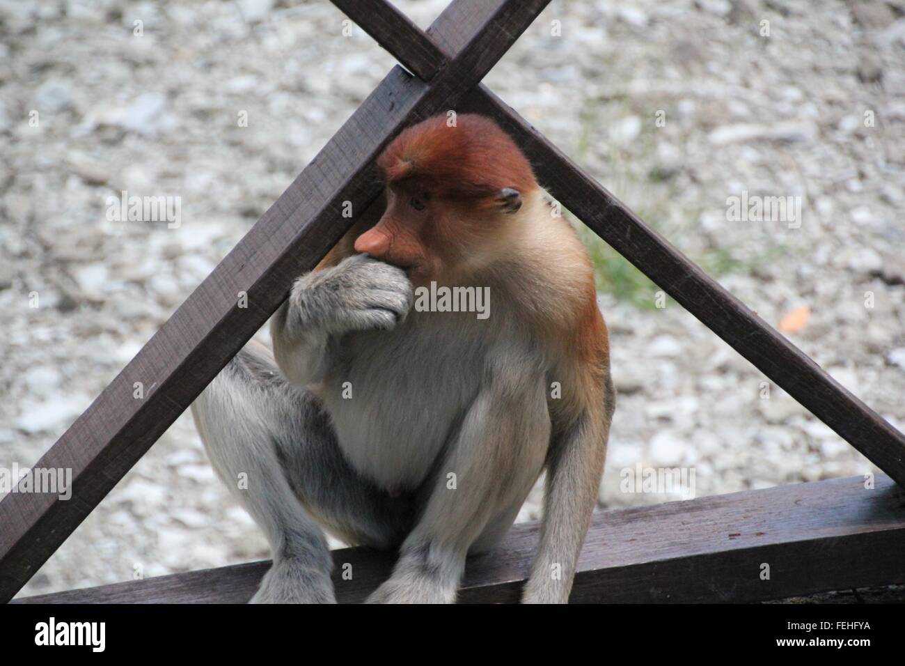Baby proboscide Monkey in posa con grazia. Foto Stock