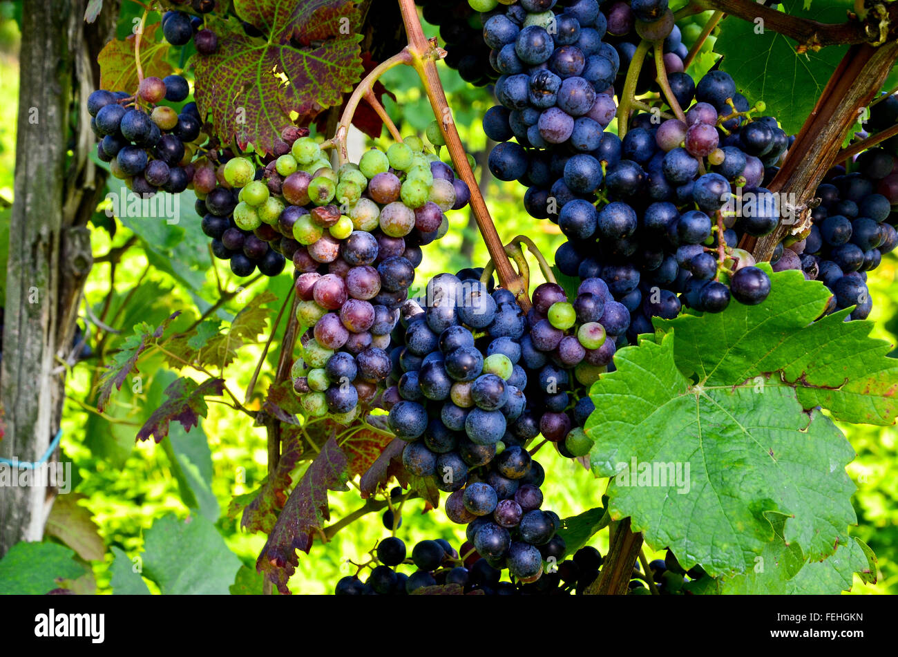 Vino rosso uve prima del raccolto, Cabernet Sauvignon Foto Stock