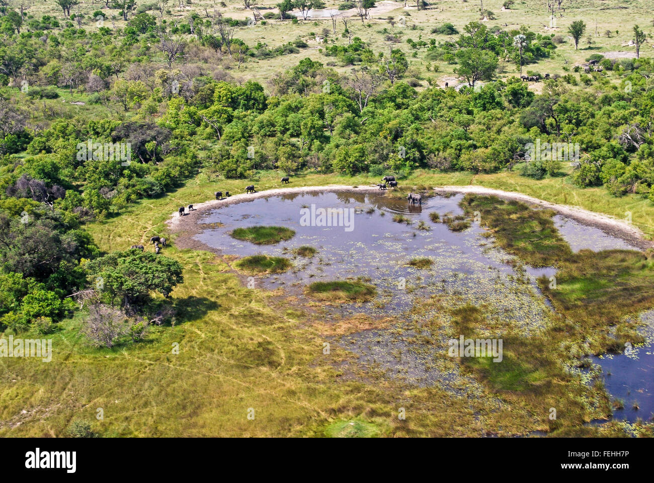 Okavango Delta volo: Vista aerea Elefanti a un laghetto, Botswana Africa Foto Stock