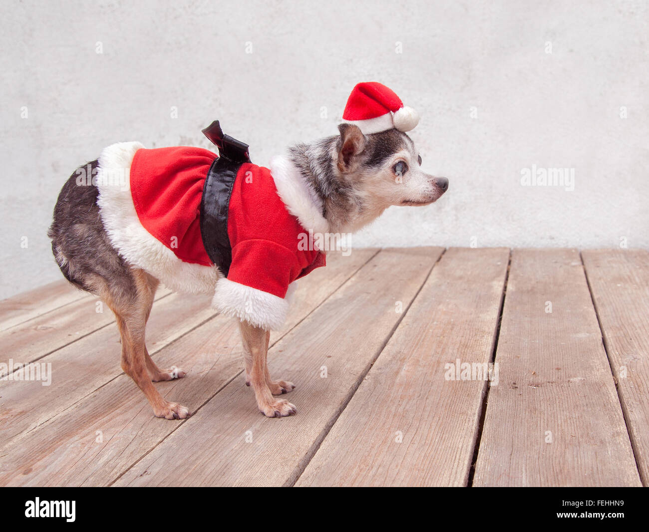 Tiny anziani chihuahua cane si alza su tavole di legno che indossa red santa suit ottenere pronto per il Natale. Foto Stock