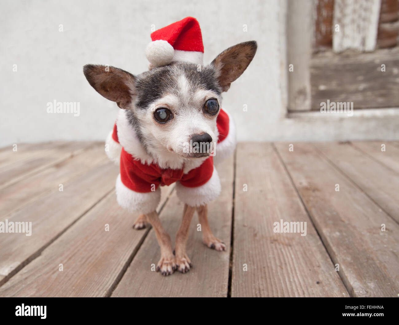 Vecchio Chihuahua cane senior indossa santa tuta e hat sorge sulla piattaforma di legno nella parte anteriore del vecchio stucco bianco garage Foto Stock