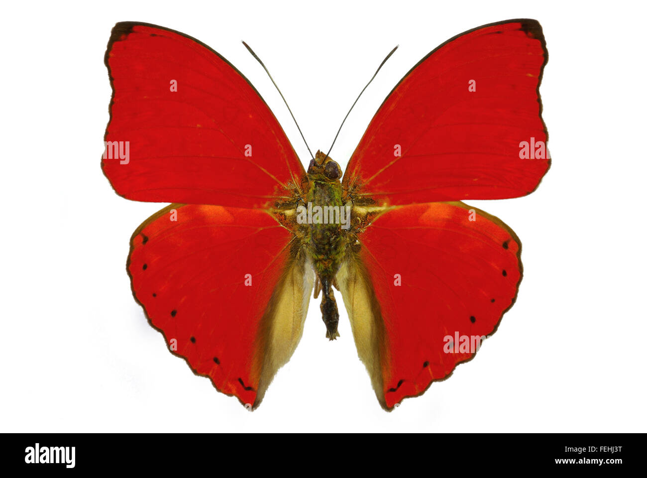 Red Butterfly Cymothoe sangaris isolata senza ombra Foto Stock