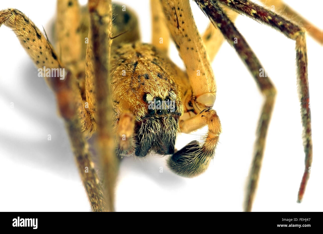 Spider look (Zoropsis spinimana) Foto Stock
