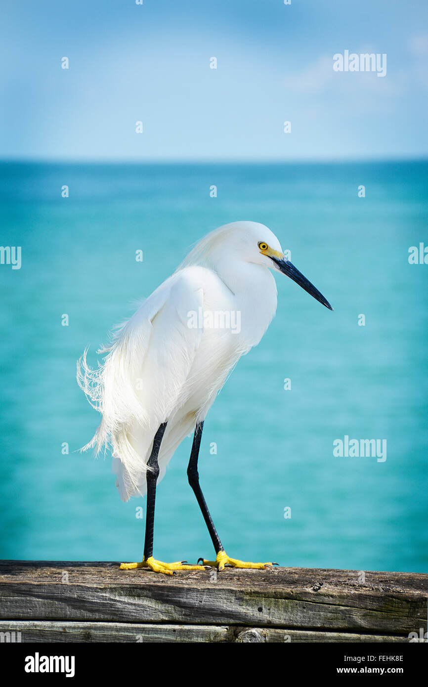 Un Airone nevoso di uccelli di mare in profilo arroccato lungo un molo con i suoi piedi giallo e graziosa piume soffia nella brezza acqua blu Foto Stock