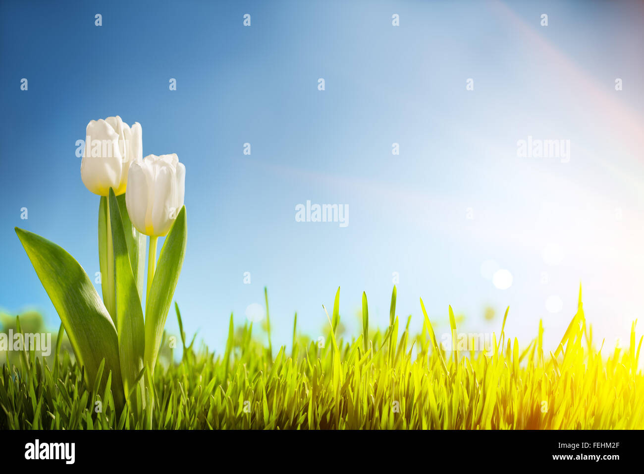 La molla tulipani nel campo,natura dello sfondo. Foto Stock