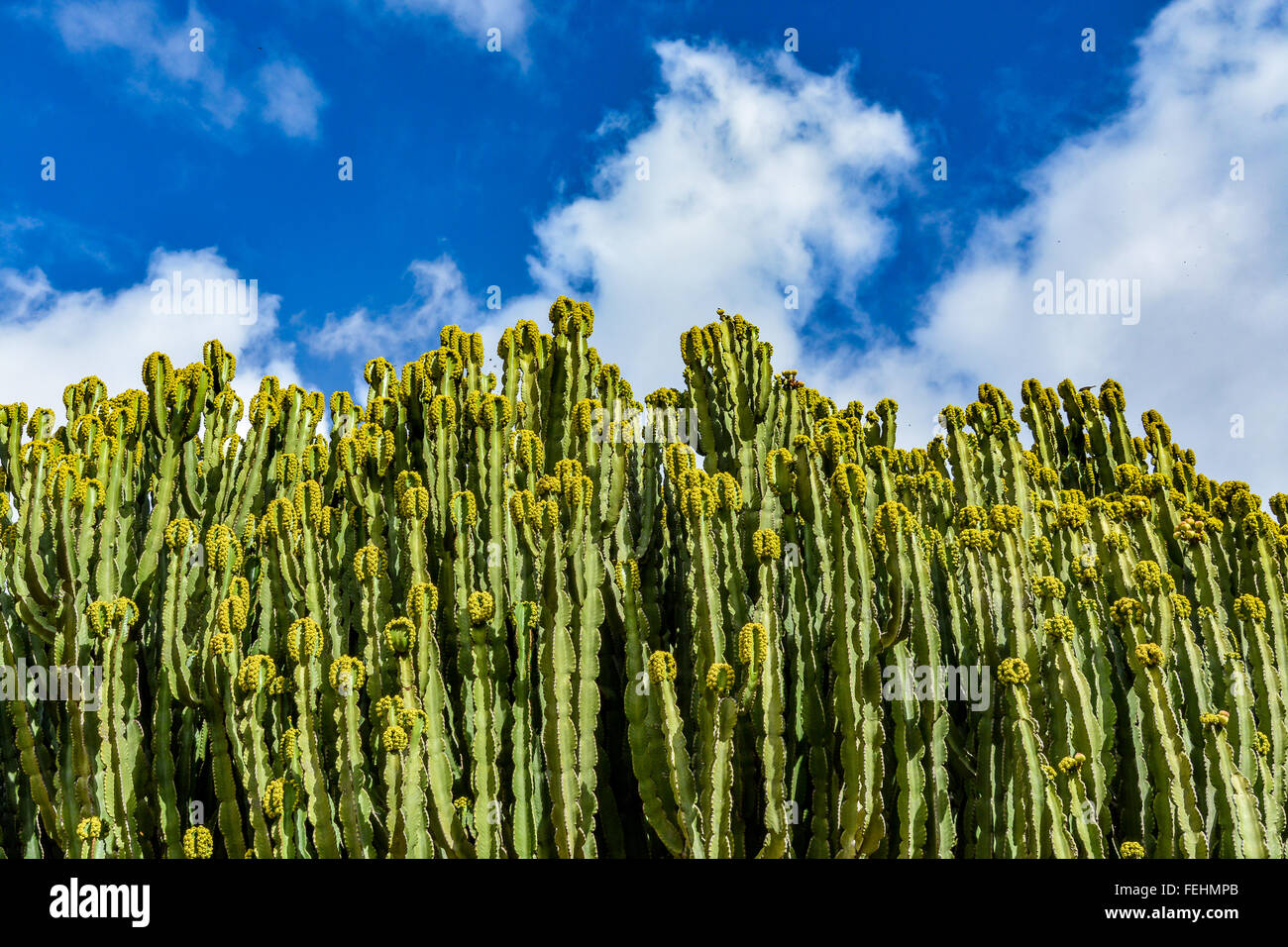 Close-up di euforbia a candelabro (Euphorbia candelabro) cactus su Gran Canaria, Spagna Foto Stock