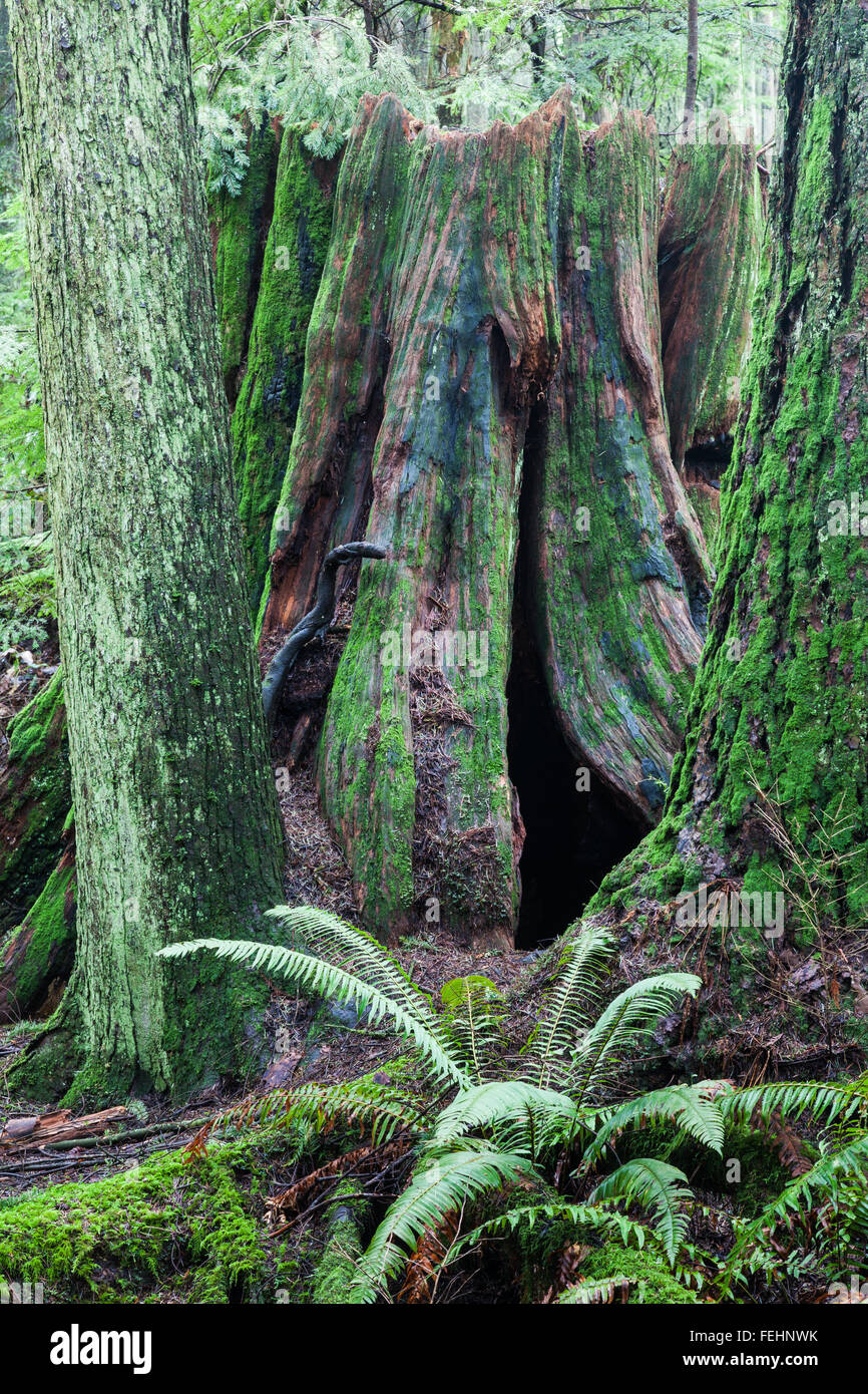 Un vecchio moncone di grandi dimensioni di un Western Red Cedar tree Foto Stock