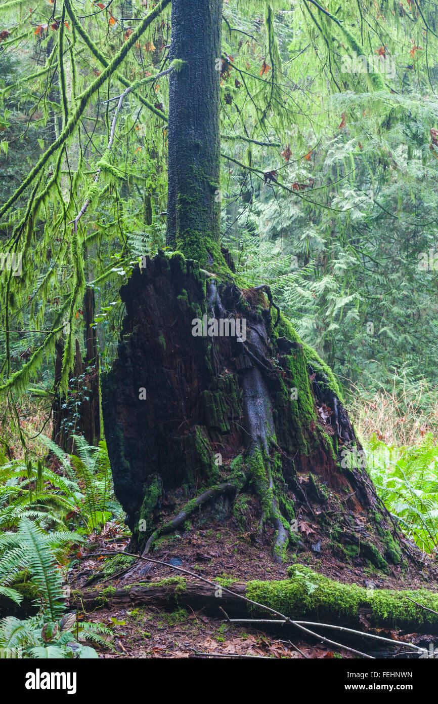 Il vecchio marciume moncone dando vita a una nuova struttura in una foresta pluviale temperata Foto Stock