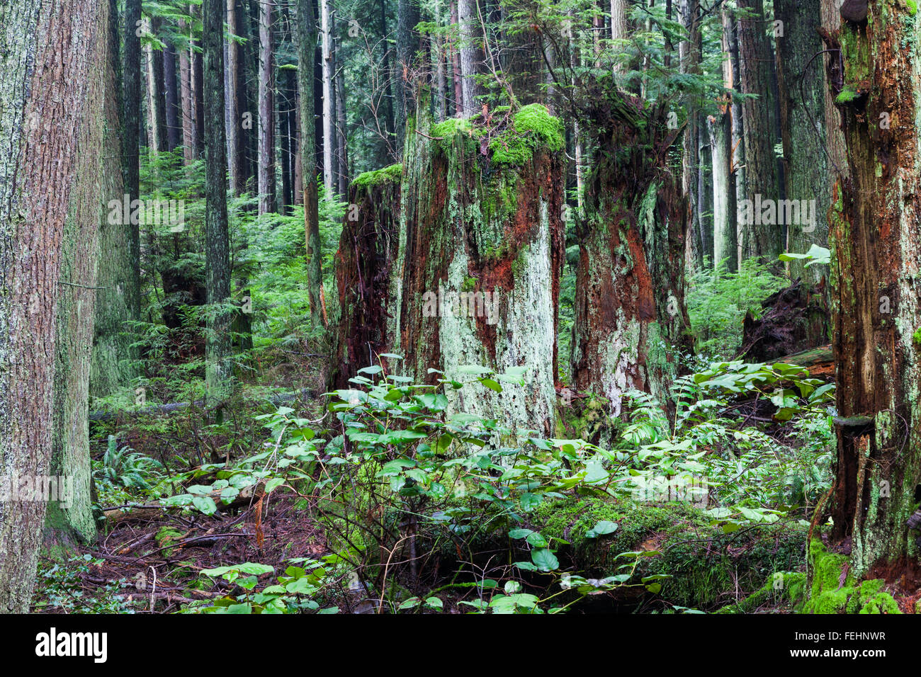 Decomposizione di ceppi di alberi in una foresta pluviale temperata Foto Stock