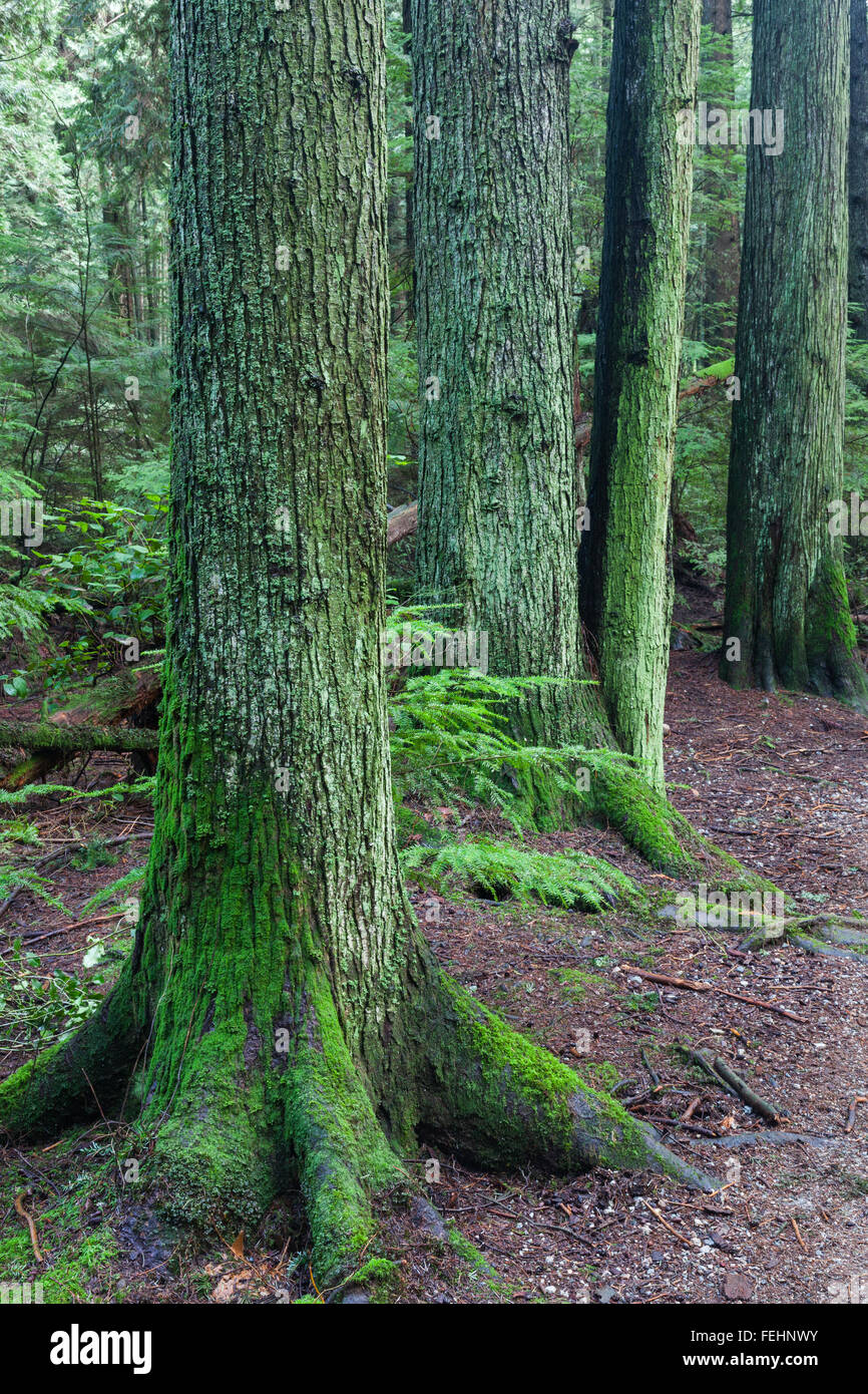 Radici di albero in una densa foresta pluviale temperata Foto Stock