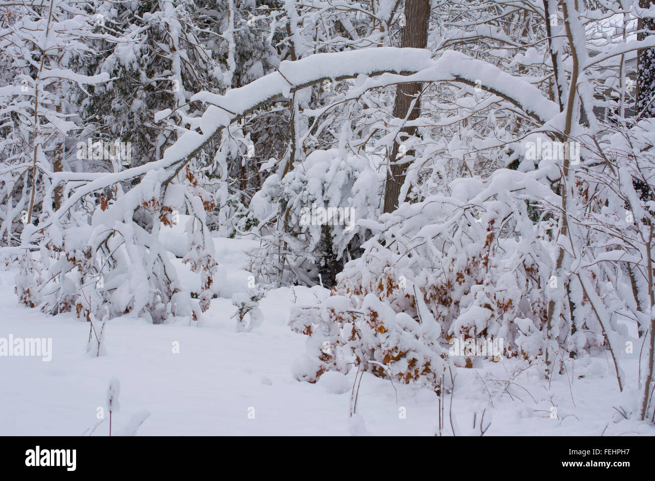 Rami di alberi coperti di neve Foto Stock