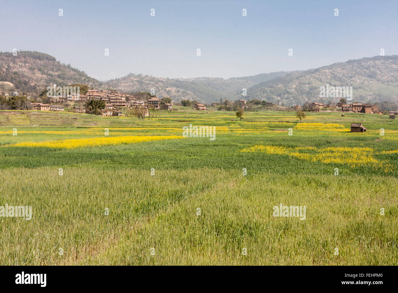 Bhaktapur, Nepal. La senape crescente nei campi tra Bhaktapur e Changu Narayan. Haze in aria è dalle vicine fabbriche di mattoni. Foto Stock