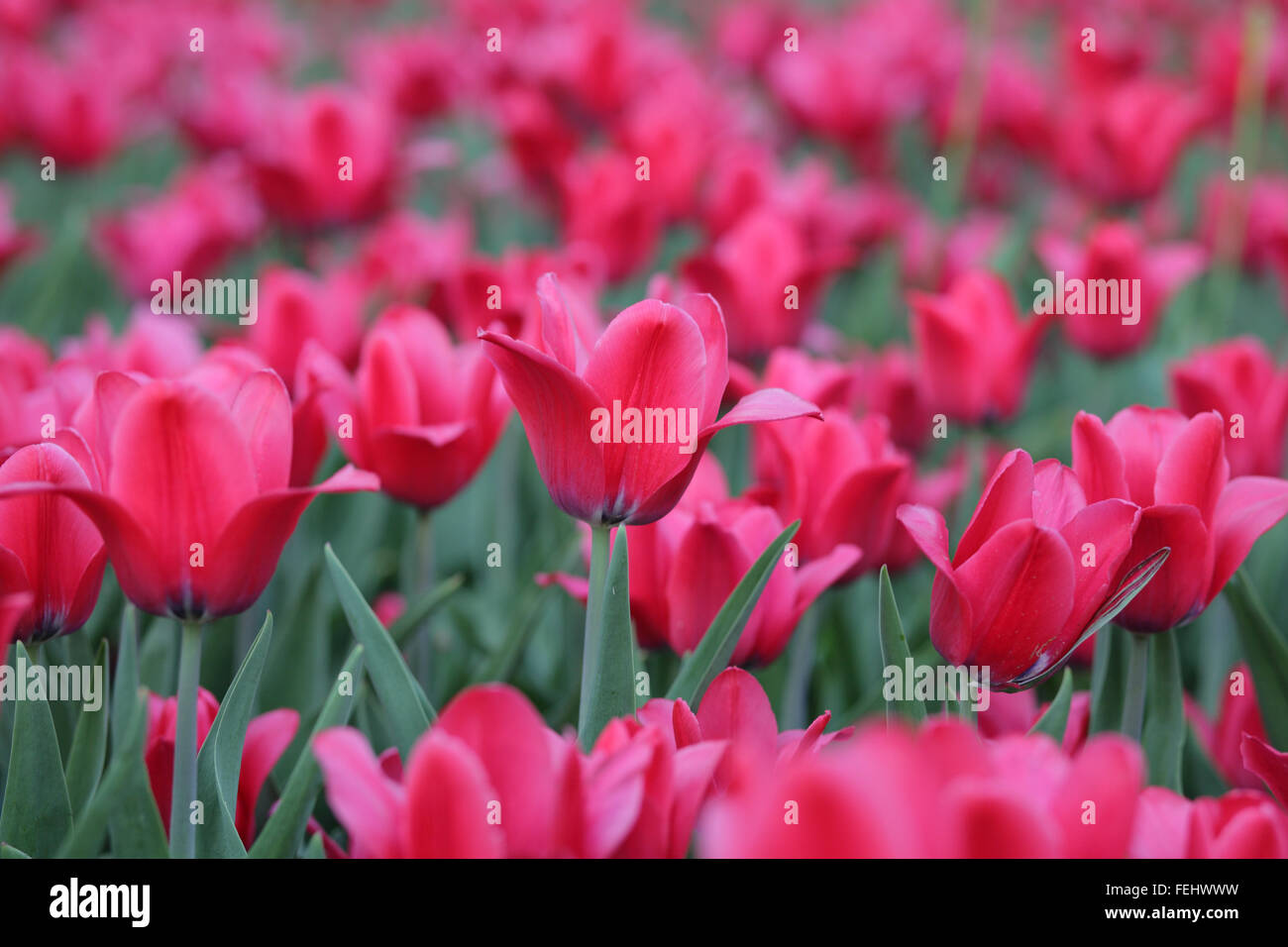 Red tulip a primavera sulla terra Foto Stock