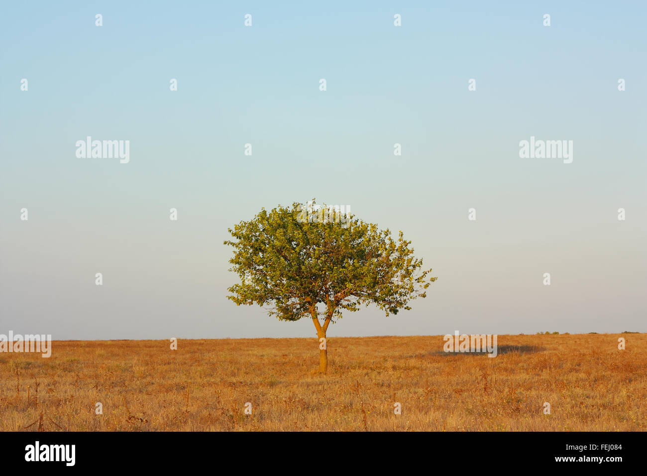 Paesaggio, albero solitario nella steppa contro il cielo Foto Stock