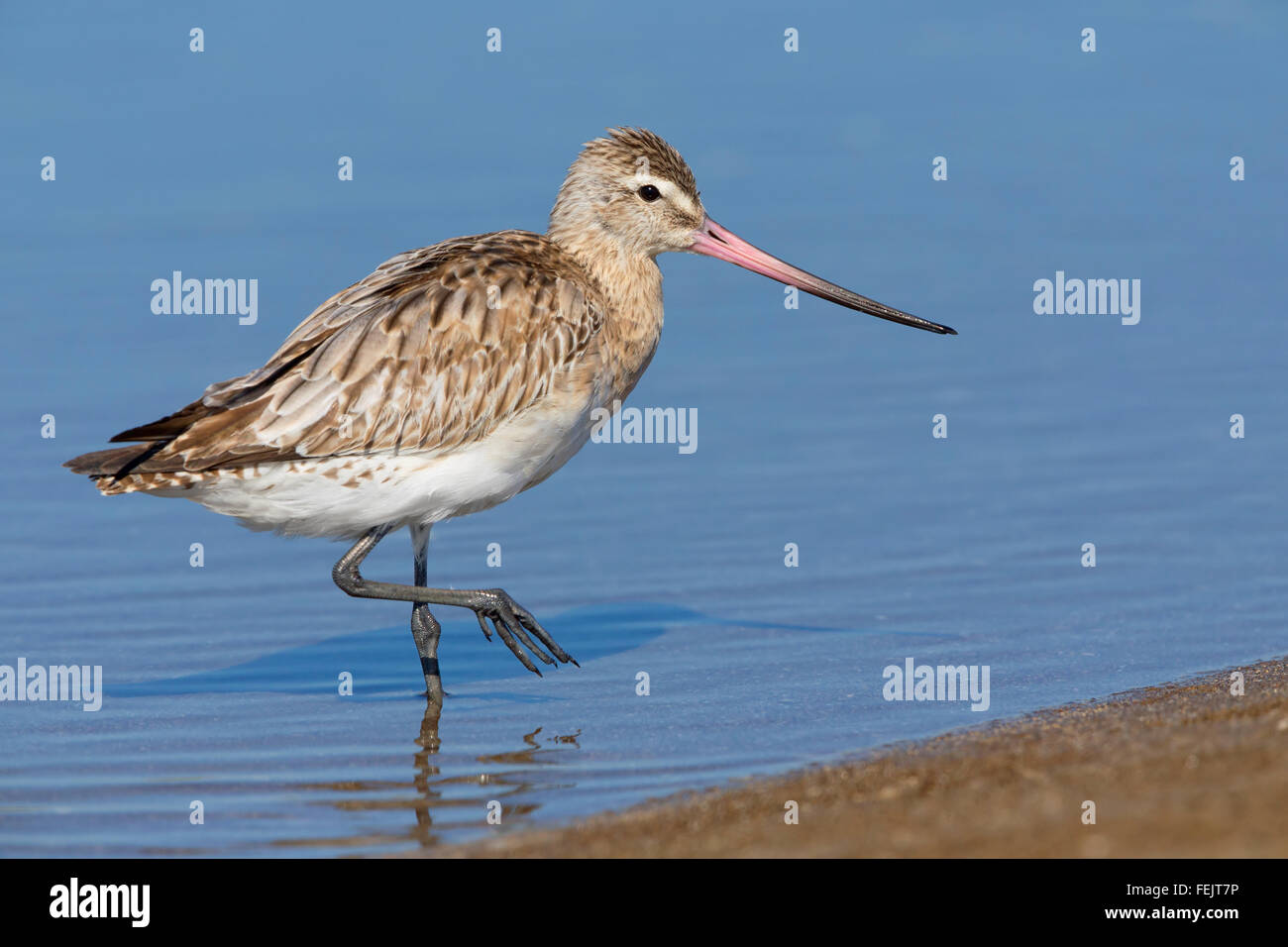 Bar-tailed Godwit (Limosa lapponica), in piedi in acqua, Liwa, Al Batinah, Oman Foto Stock
