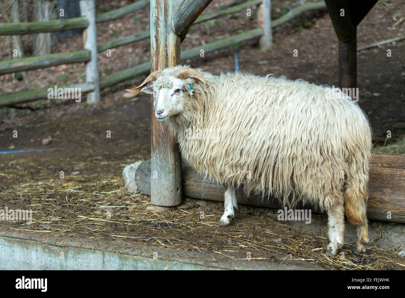 Ram o rammer, maschio della pecora in fattoria rurale Foto Stock