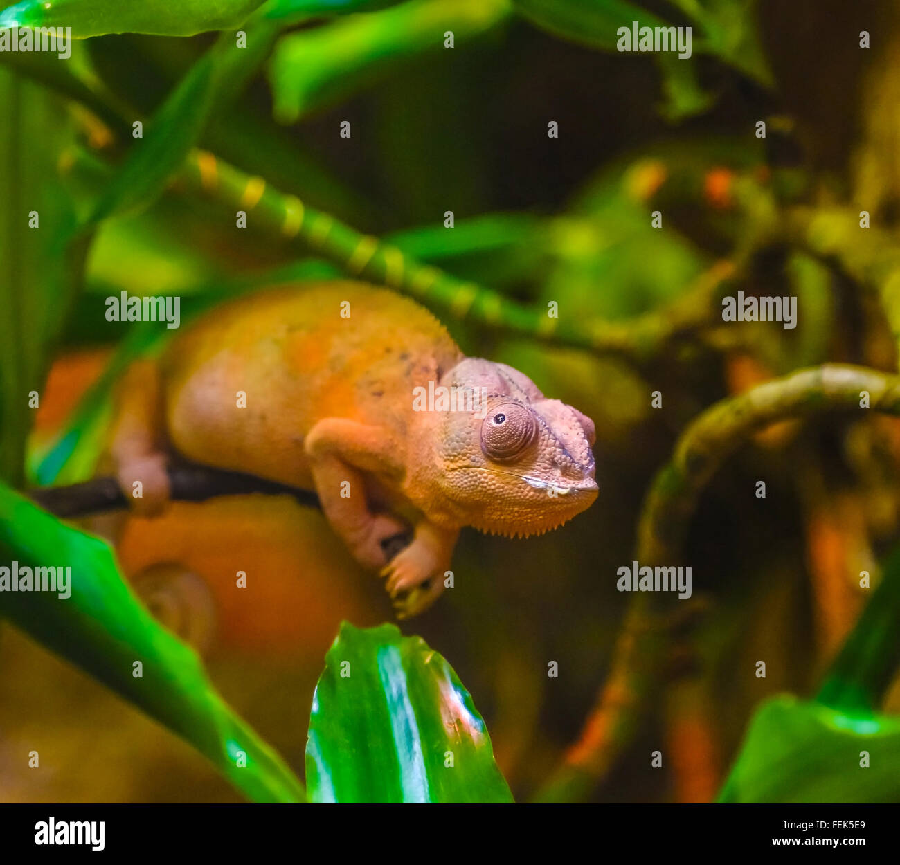 Camaleonte arancio guarda fuori dalle foglie verdi in un involucro la simulazione di foresta di pioggia Foto Stock