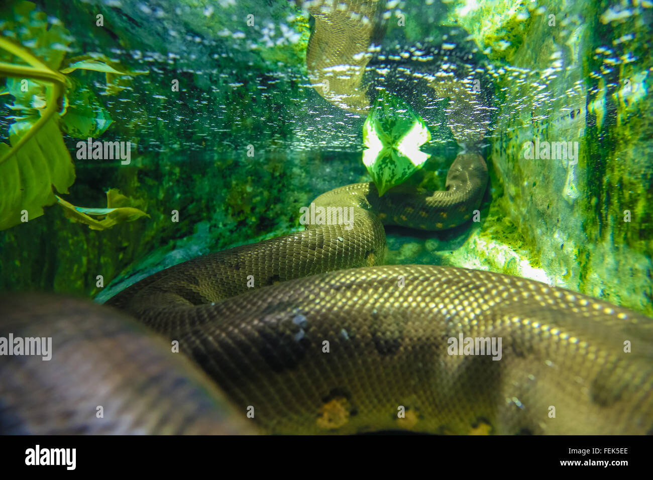 Anaconda snake bastoni il suo naso sotto l'acqua. Visualizzare underwater close-up da dietro. Foto Stock