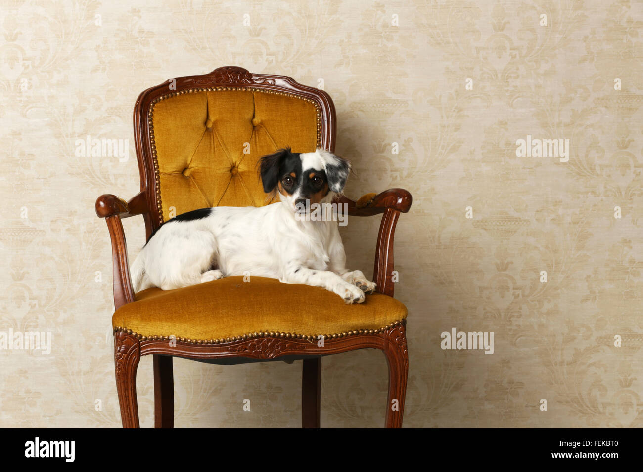 Piccolo Cane seduto su una sedia Foto Stock