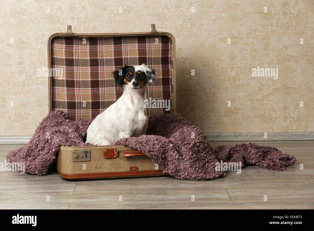 Little dog sitter in una custodia bagagli Foto Stock