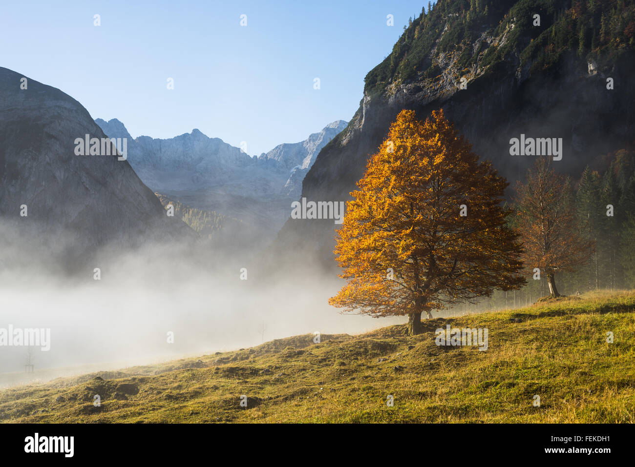 Golden la ramificazione del bagliore, nebbia e cielo blu in autunno con il Großer Ahornboden area in montagne Karwendel, Tirolo, Austria Foto Stock