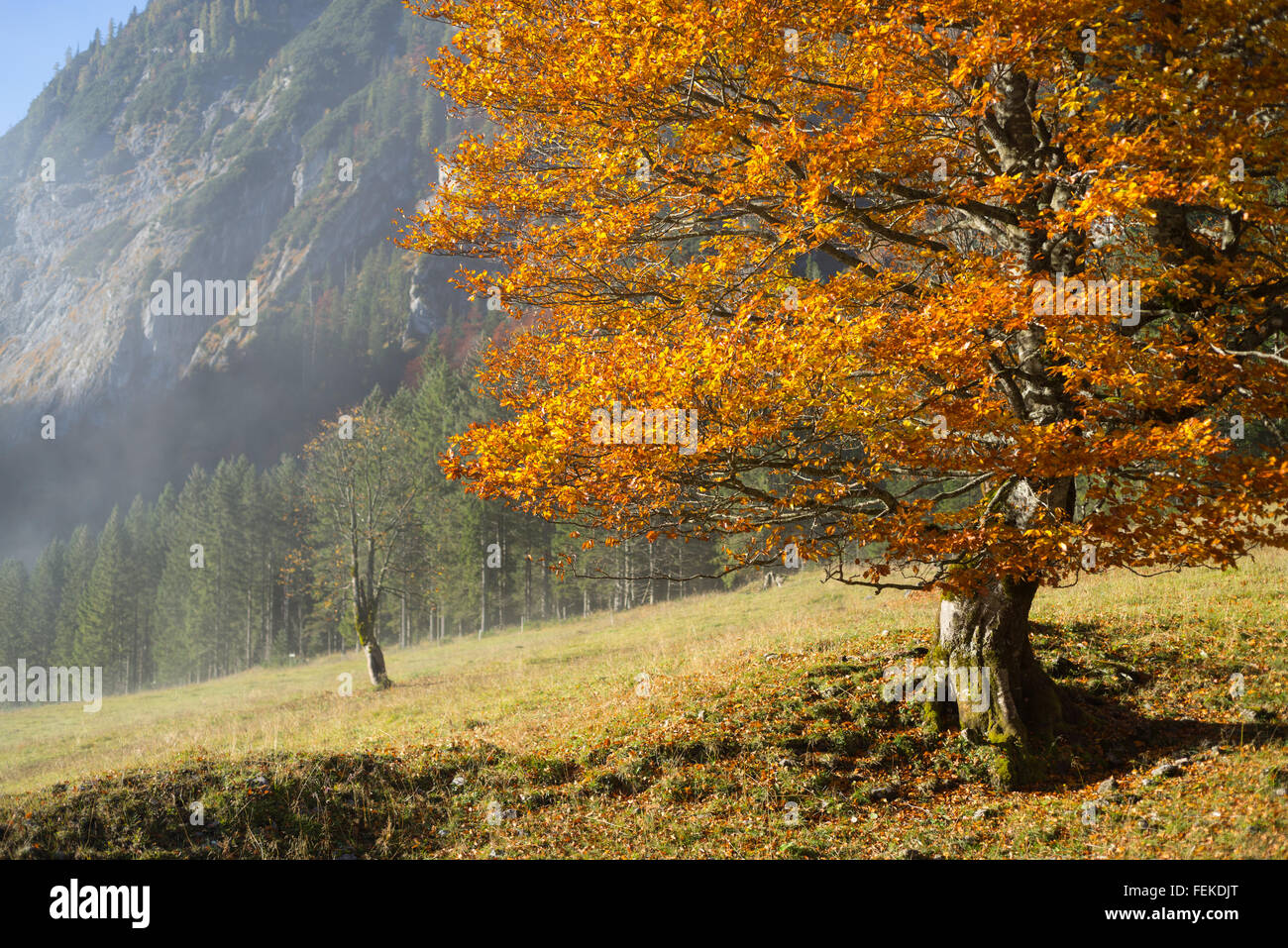 Albero colorato con foglie di autunno in condizioni di luce solare intensa sul Großer Ahornboden in montagne Karwendel, Tirolo, Austria Foto Stock
