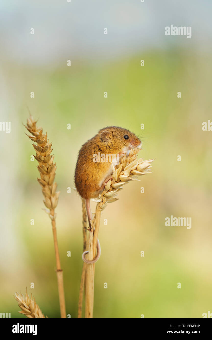 Topolino delle risaie Foto Stock