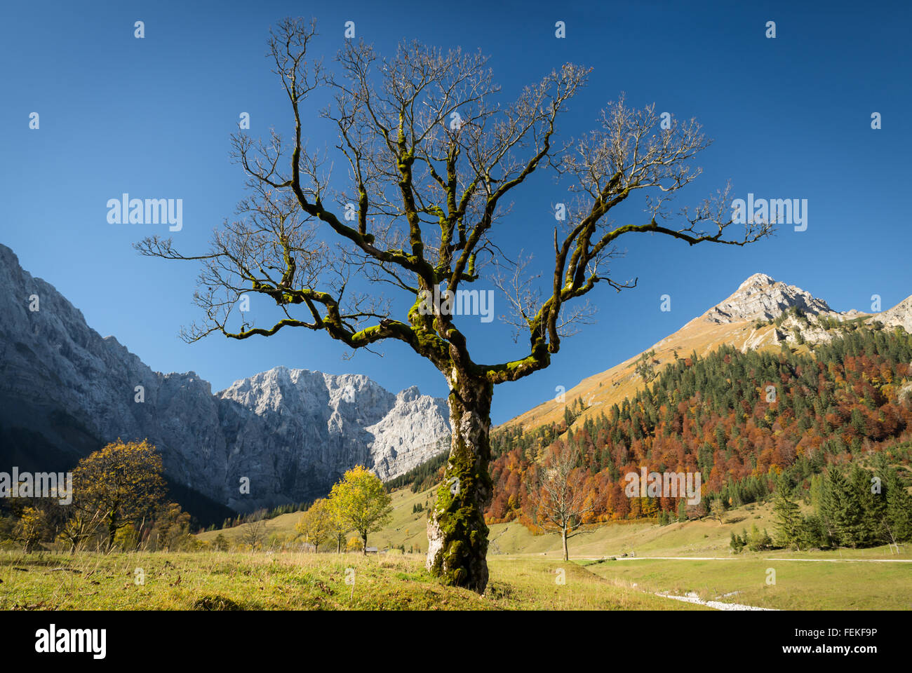 Solitario acero (sycamore), autunno foresta sul Grosser Ahornboden in montagne Karwendel ,Tirol,Austria Foto Stock